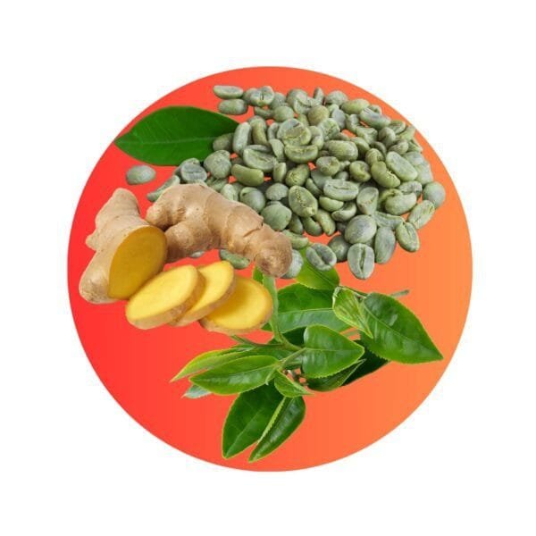 Blend Adelgazante - (Té verde + Jengibre + Café Verde) en Cápsulas - Imagen 3