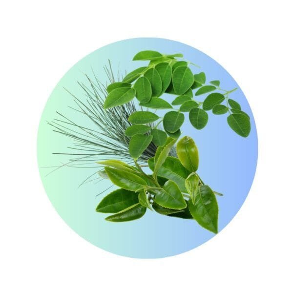 Blend Antioxidante en polvo - (Moringa + Té Verde + Spirulina) para infusión o preparaciones - Imagen 2