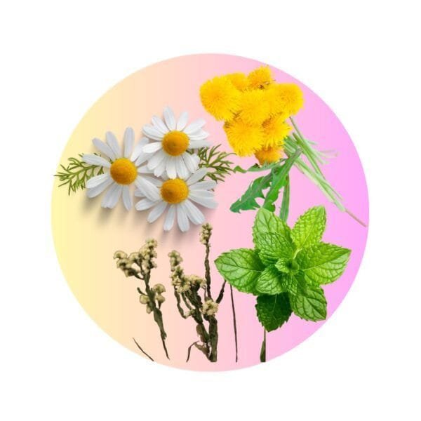 Blend Digestivo - (Carqueja + Diente de León + Manzanilla + Menta) en Cápsulas - Imagen 3