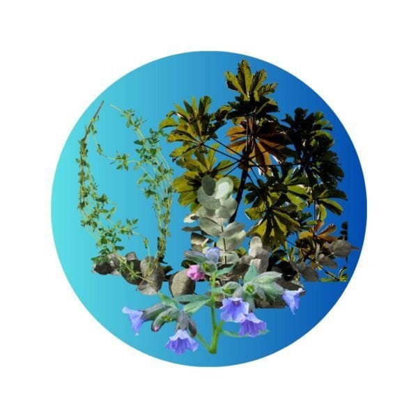 Blend Respiratorio - (Ambay + Eucalipto + Tomillo + Pulmonaria) en Cápsulas - Imagen 3