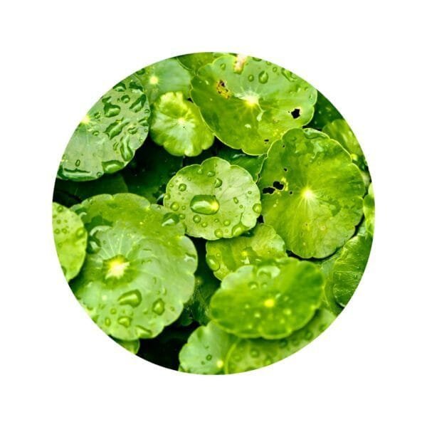 Centella Asiática en Cápsulas - Imagen 3
