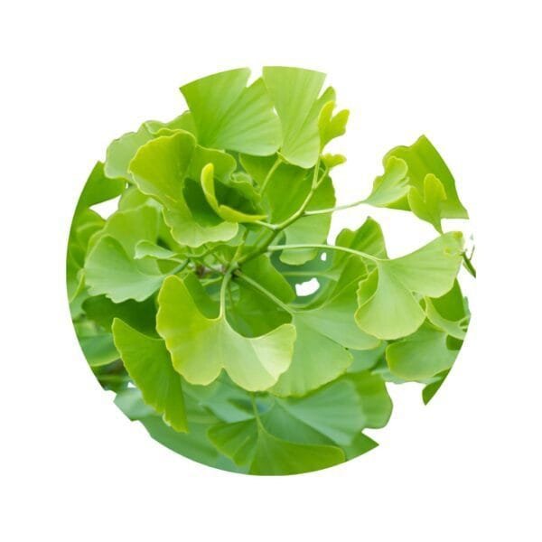 Ginkgo Biloba triturado para infusión o preparaciones - Imagen 2