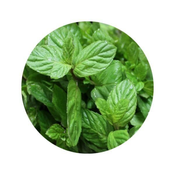 Menta en Cápsulas - Imagen 3