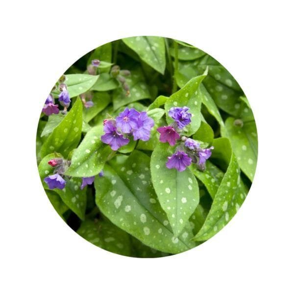 Pulmonaria en Cápsulas - Imagen 3