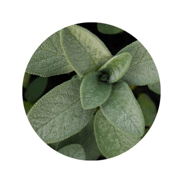 Salvia en Cápsulas - Imagen 3