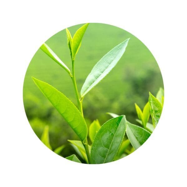 Té Verde triturado para infusión o preparaciones - Imagen 2