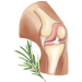 Salud osteoarticular